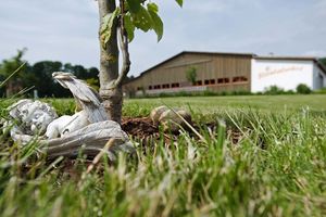 Engel in der Wiese vorm Sterntalerhof
