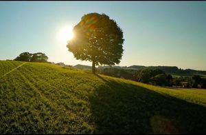 freistehender Laubbaum in der Natur