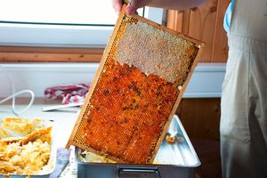 Holzrahmen mit Honig gefüllten Bienenwaben